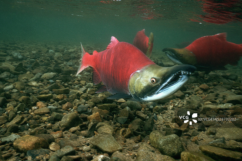 准备产卵的雄性红眼鲑鱼图片素材