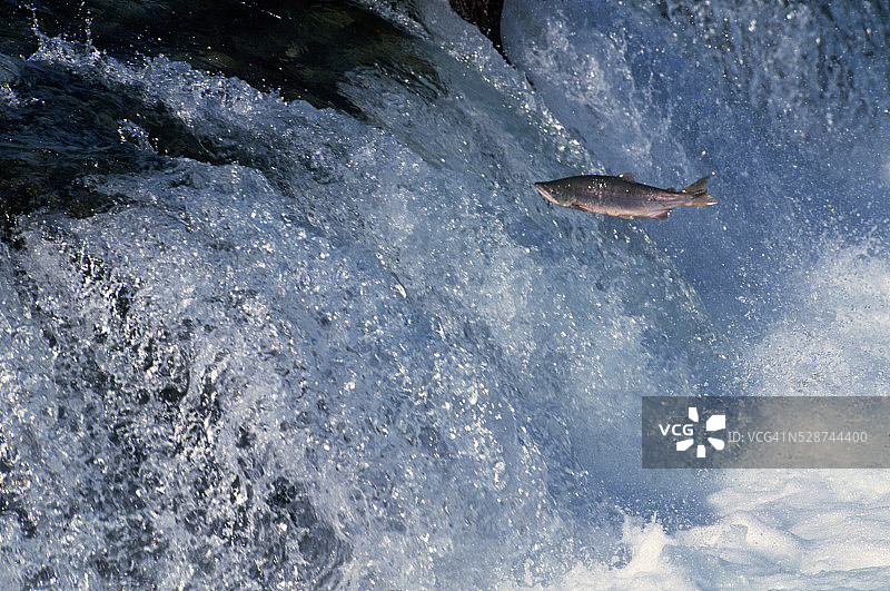 鲑鱼跃过瀑布图片素材