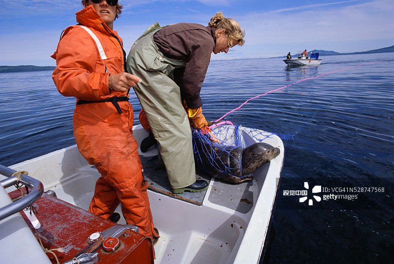 生物学家捕获海豹图片素材