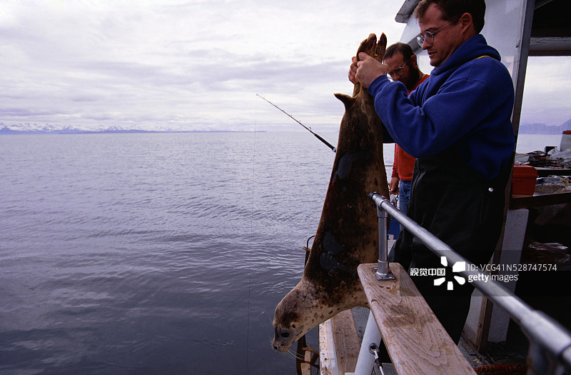 生物学家放生海豹图片素材
