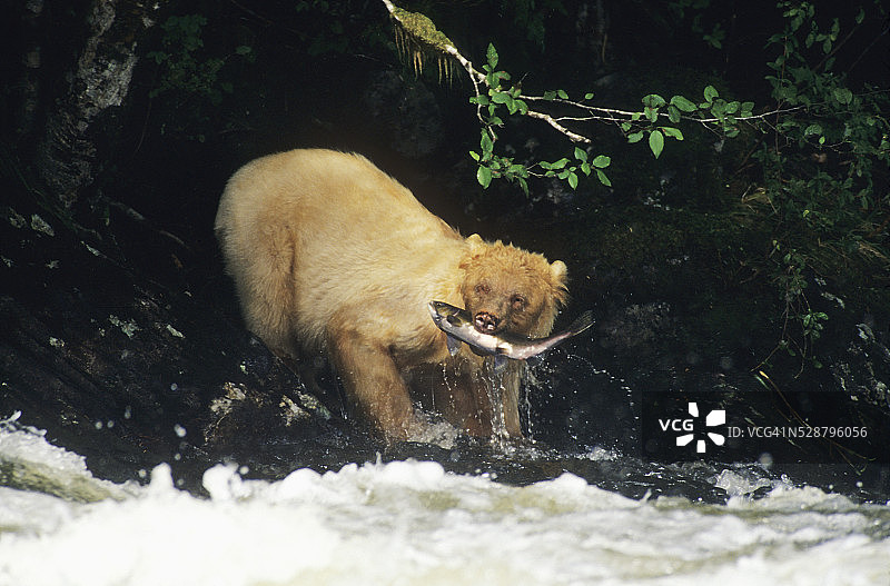 科默德熊（又名白熊、灵熊）从河中捕捞鲑鱼图片素材