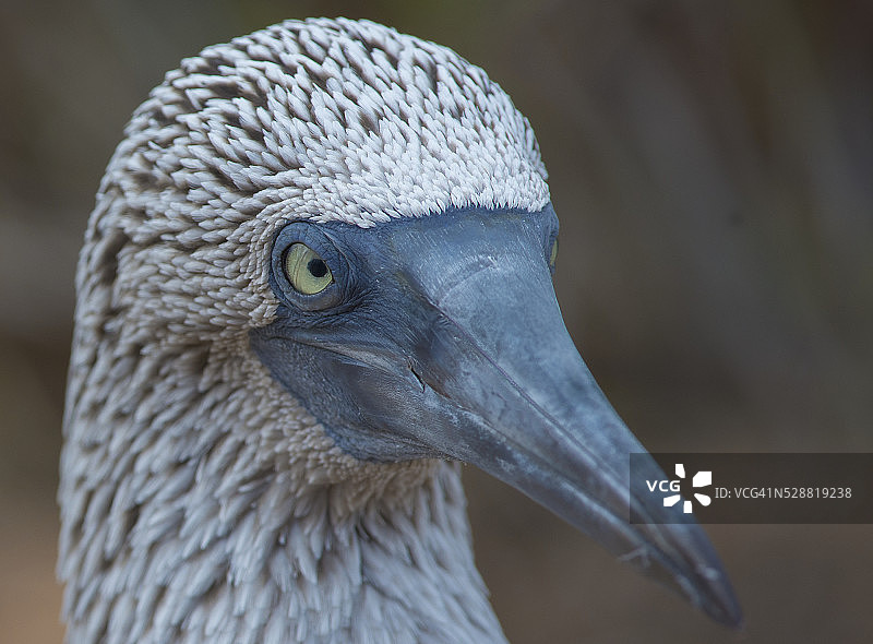 特写：蓝脚鲣鸟的头部图片素材
