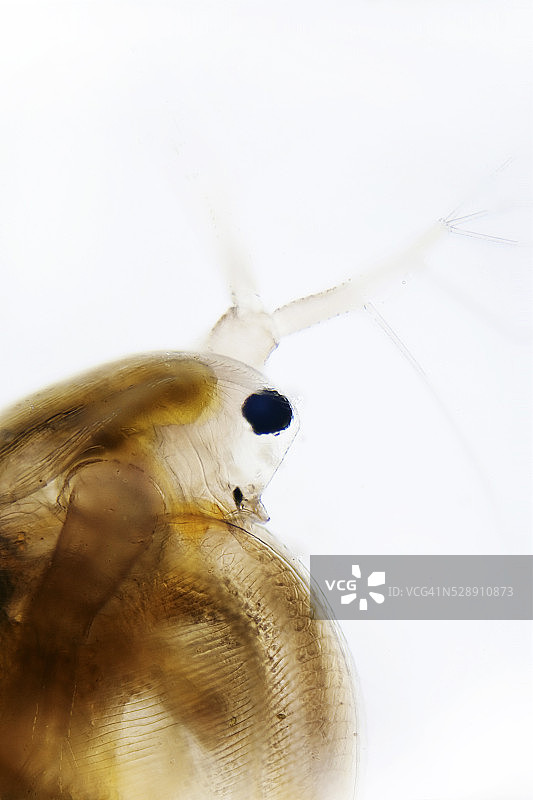 浮游生物图片素材