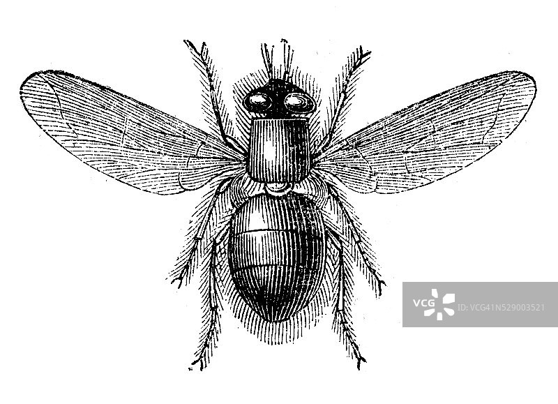 麻蝇古董插画图片素材