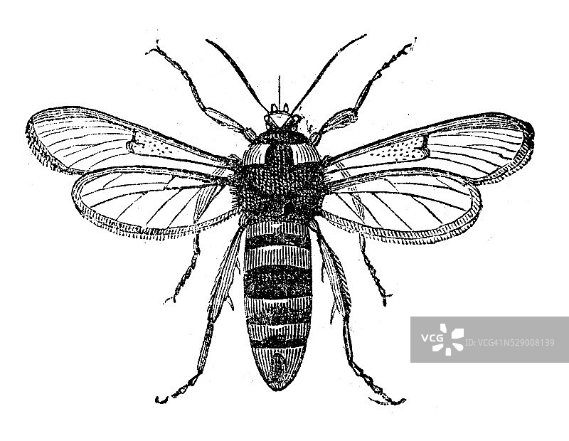 欧洲木黄蜂古董插画图片素材