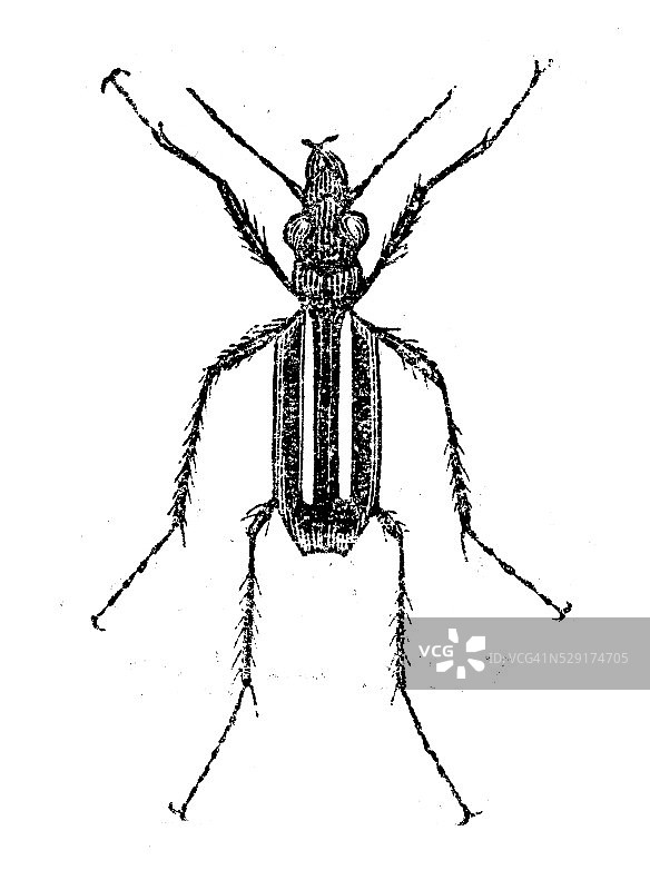 皱纹虎甲复古插画图片素材
