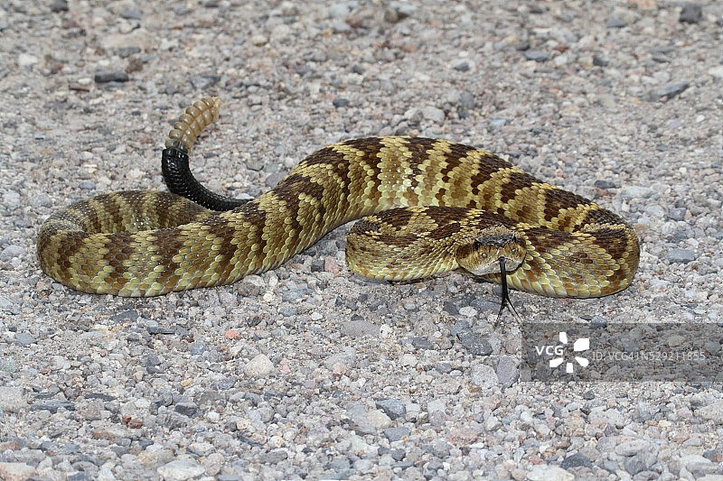 黑尾响尾蛇图片素材