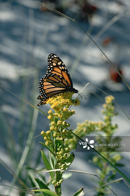 帝王蝶在金鸡菊上图片素材