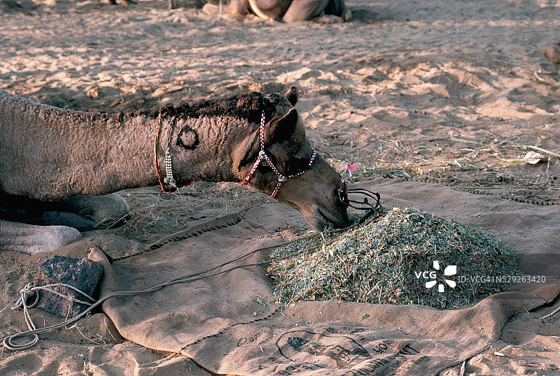 骆驼吃干草图片素材