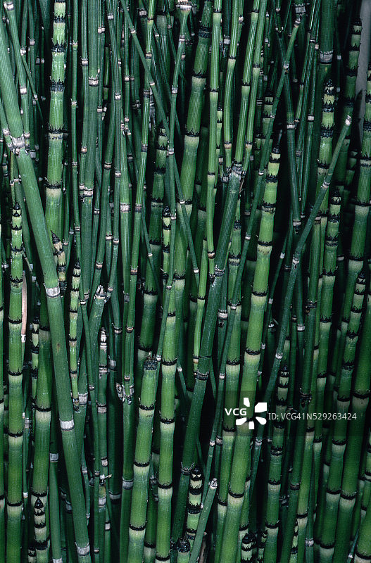 问荆的茎图片素材