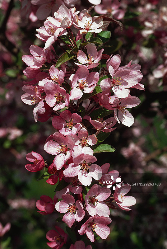 盛开的樱花枝图片素材