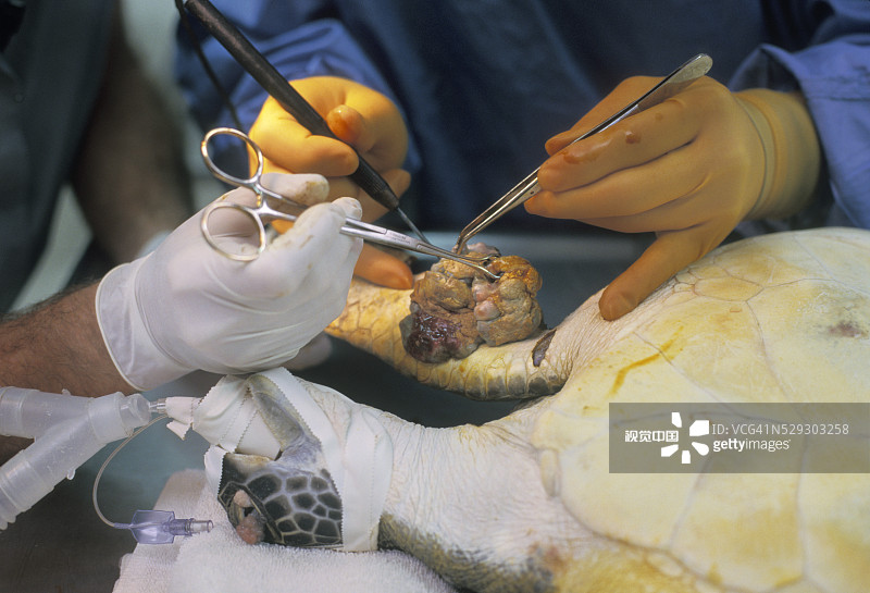 海龟手术图片素材