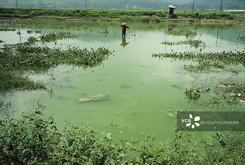 昆明湖的藻华现象图片素材