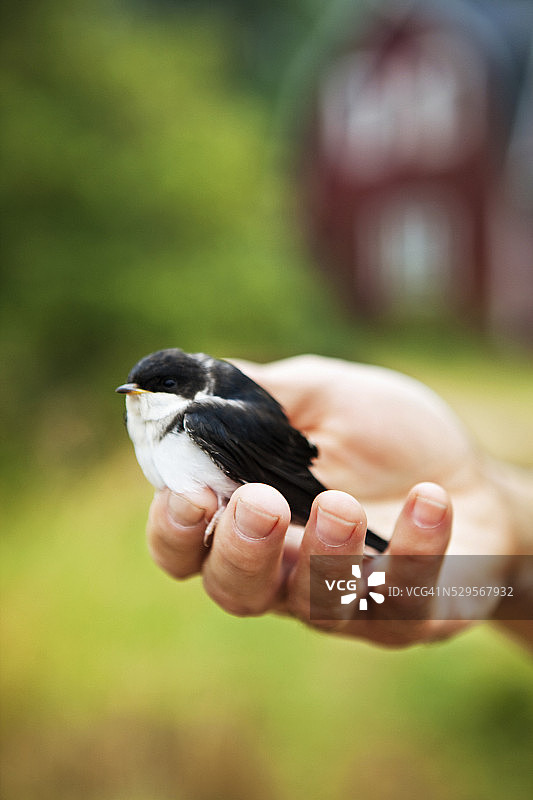 手拿燕子图片素材