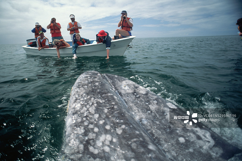 从小船上观鲸图片素材