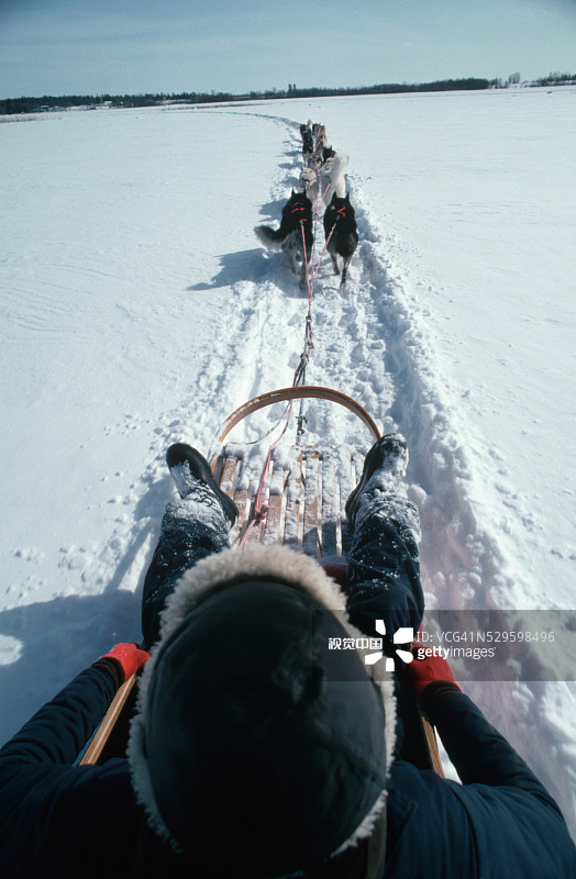 雪地里的狗拉雪橇图片素材