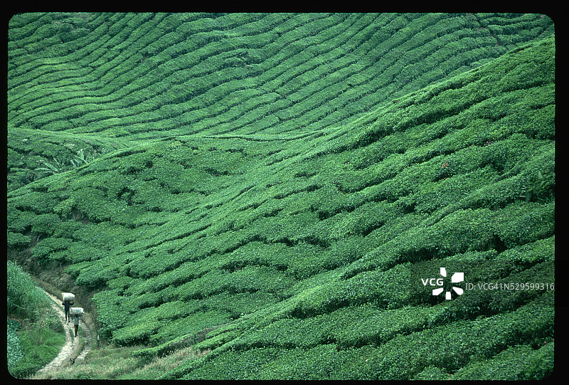 工人在茶园搬运货物图片素材