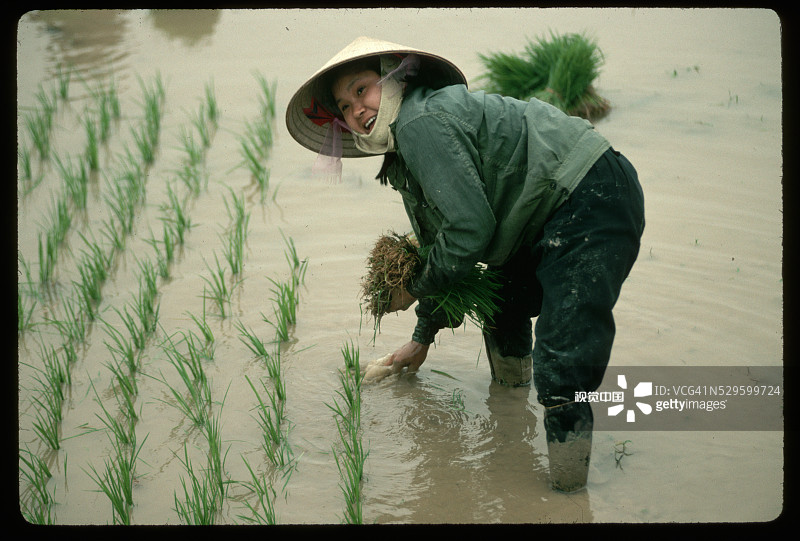 女人种植水稻秧苗图片素材