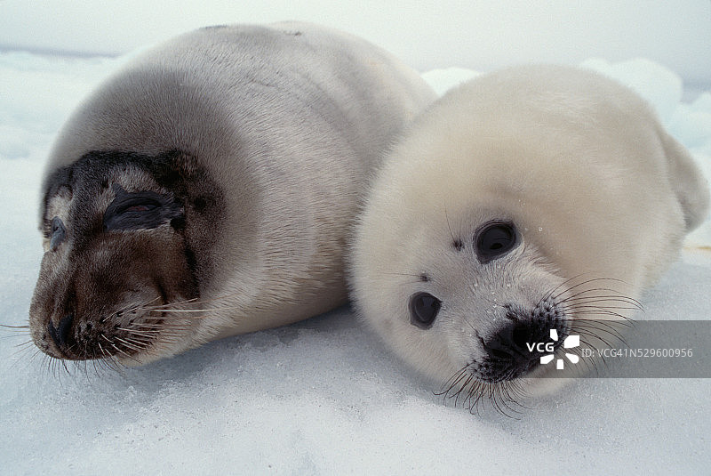 雪地上的小竖琴海豹图片素材