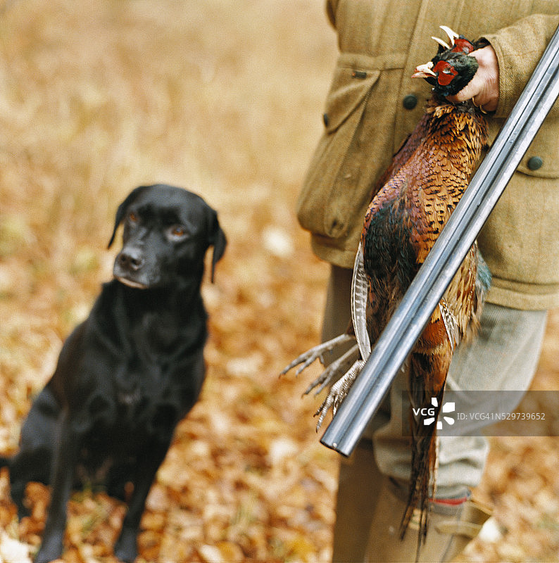 猎人与猎犬及猎杀的野鸡图片素材