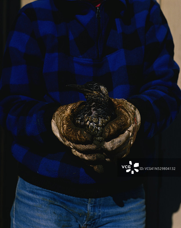 清理志愿者抱着被油覆盖的海雀图片素材