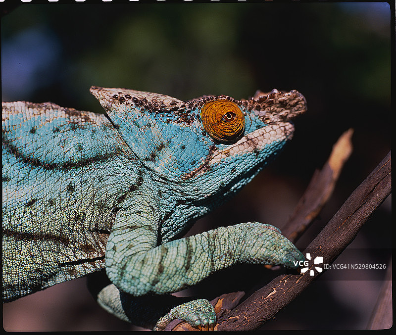 树枝上的帕森氏变色龙图片素材