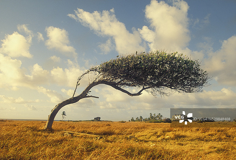 风吹树图片素材