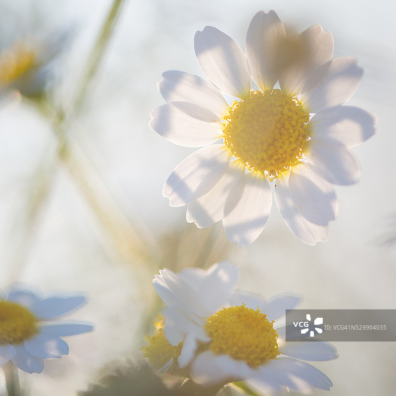 洋甘菊花卉图片素材
