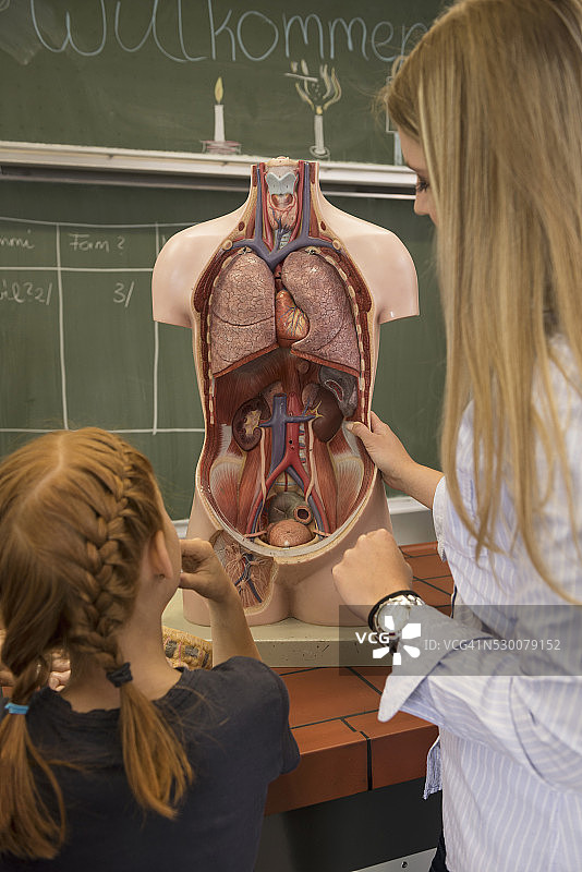 生物老师在教室里教学生关于人体内脏的知识，德国巴伐利亚州图片素材