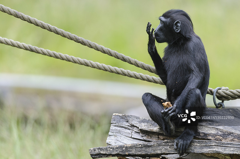 黑猩猩在吃东西图片素材