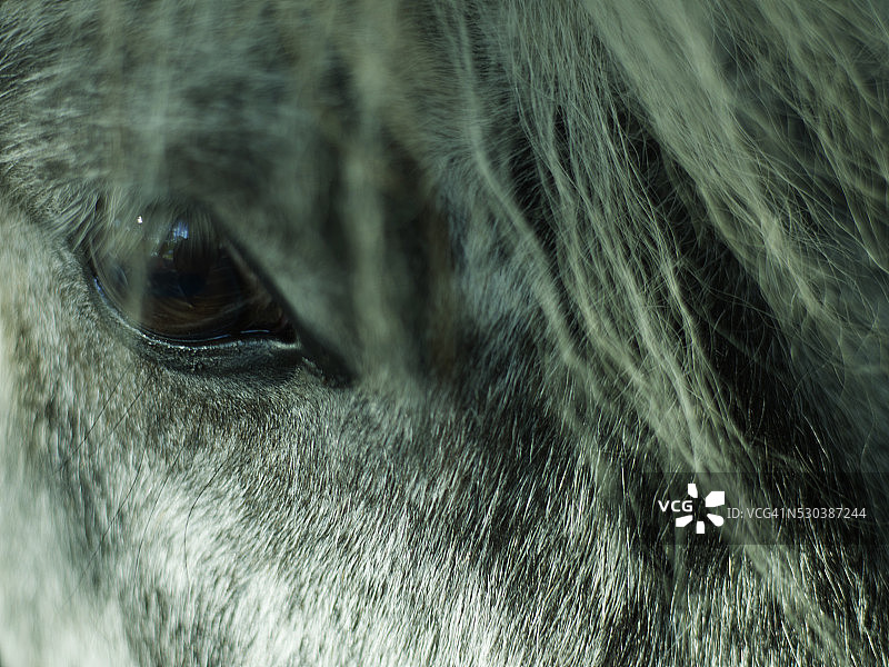 马眼特写图片素材