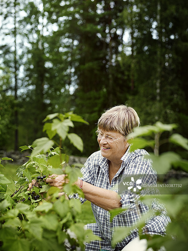 中年妇女采摘黑醋栗图片素材