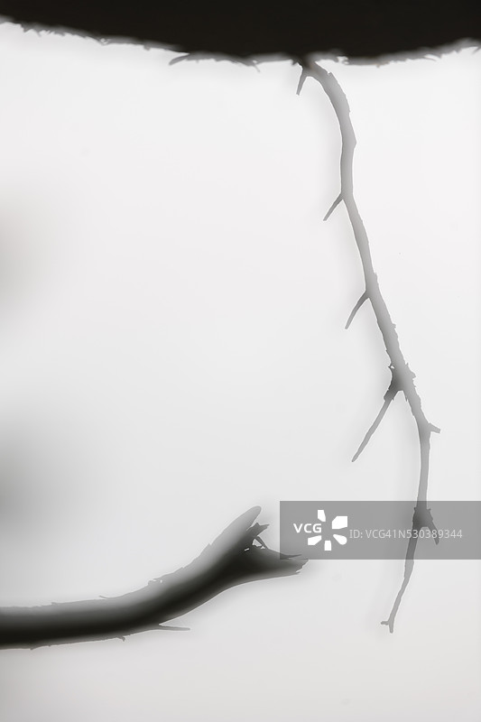 瑞典迪尤罗国家公园的树枝剪影图片素材