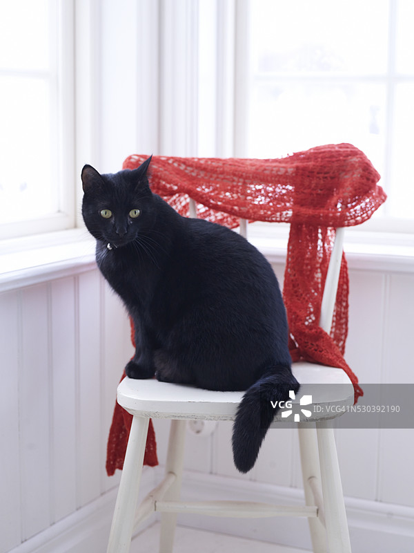 黑猫坐在椅子上图片素材