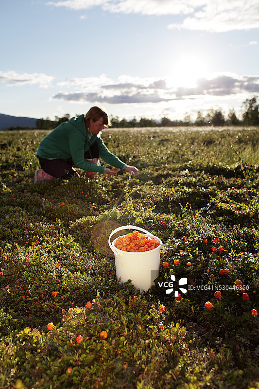 女子采摘云莓图片素材