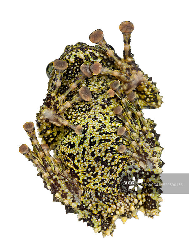 越南苔藓蛙图片素材