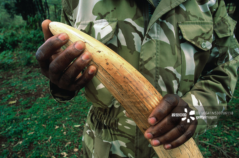 野生动物保护区巡护员手持象牙图片素材