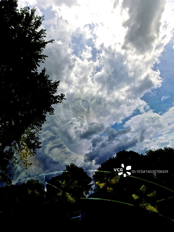 星空猫咪图片素材