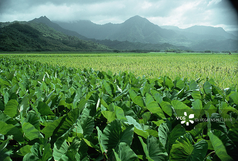 可爱岛上的芋头田图片素材
