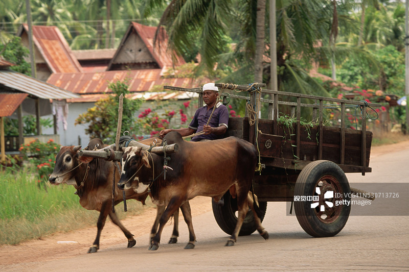 男人乘坐牛车图片素材