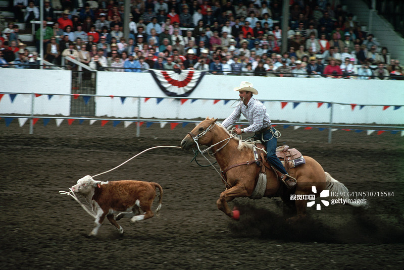 牛仔套小牛图片素材