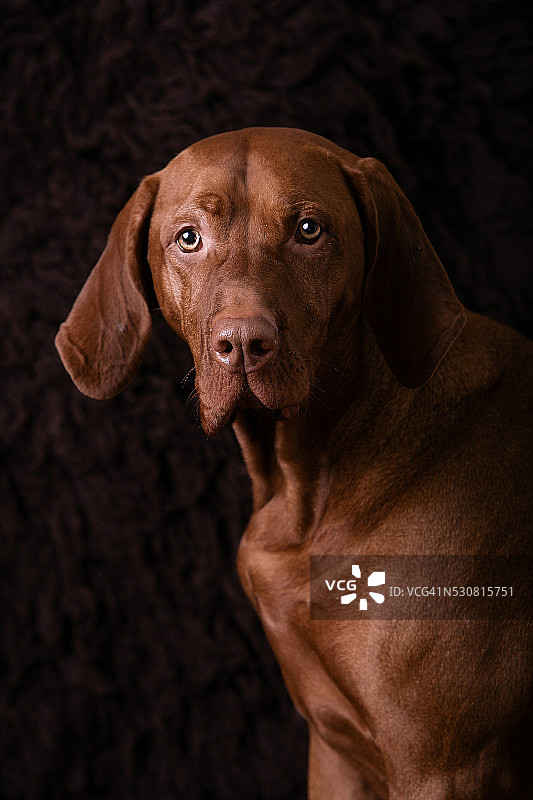 维兹拉犬图片素材