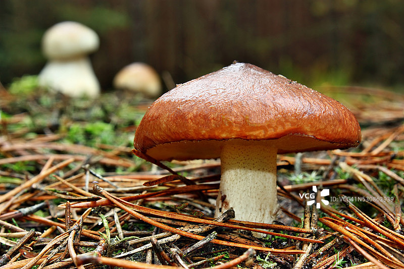 食用蘑菇图片素材