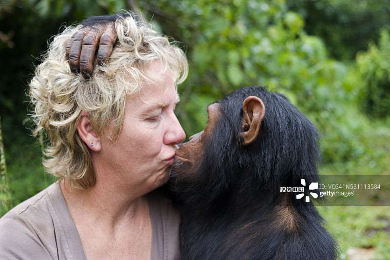 黛比·考克斯与受保护的黑猩猩一起工作图片素材