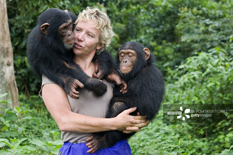 黛比·考克斯与受保护的黑猩猩一起工作图片素材