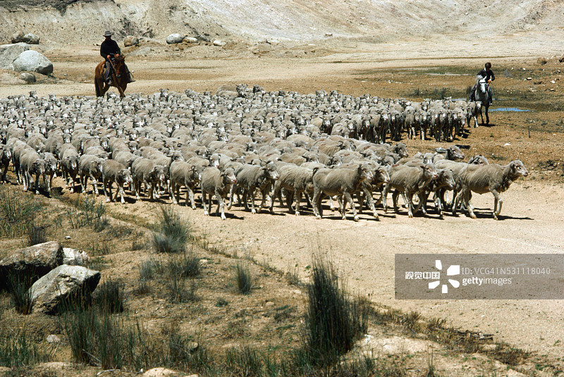赶羊图片素材