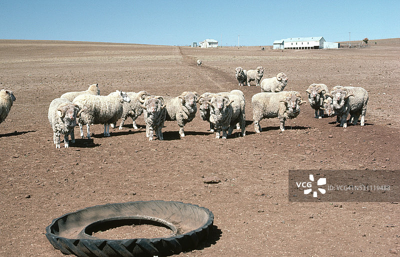 新南威尔士干旱中的绵羊图片素材