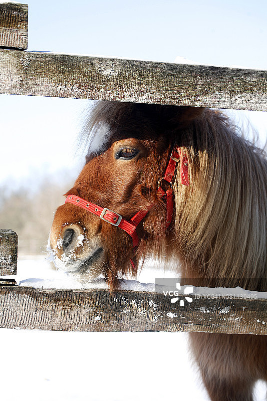 在冬季畜栏向外看的小马图片素材