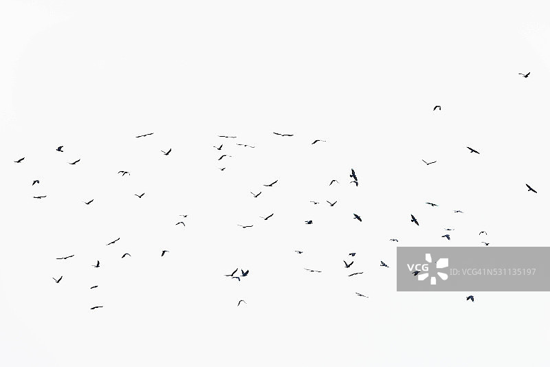 群鸟聚集图片素材