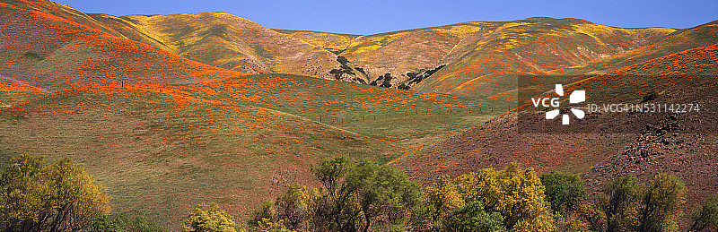 鲜花覆盖的群山图片素材